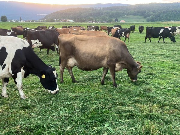 Pretopping: notwendige, aber schwierige Korrektureingriffe