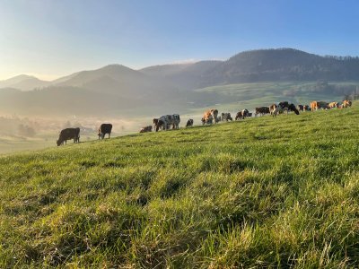 Derzeit noch am weitesten verbreitet: Halbtagesweide