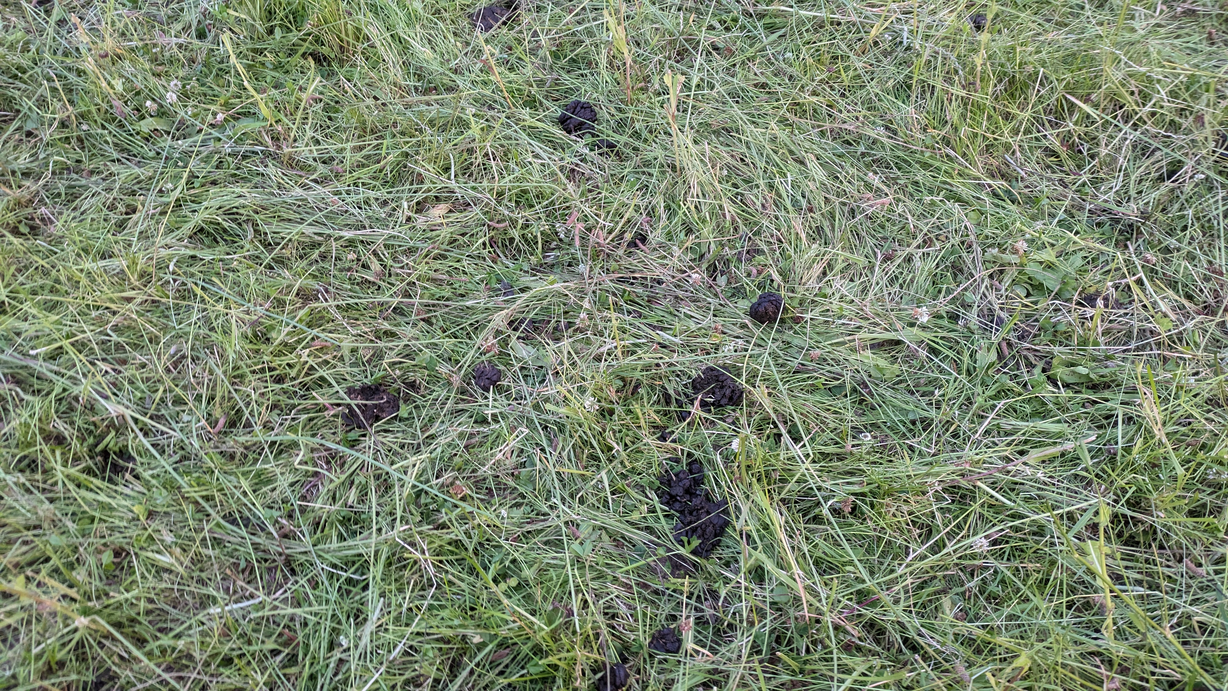 2024-06-21_Riedackerhof_Mobgrazing_Tag-danach